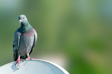 Rock pigeon sitting on a tv dish