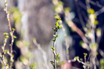 The first spring leaves on a branch