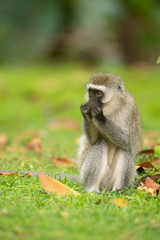Obraz premium Vervet Monkey eating food from forest floor near lake Naivasha, Kenya, Africa