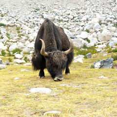 Close up wild yak in Himalaya mountains. India, Ladakh