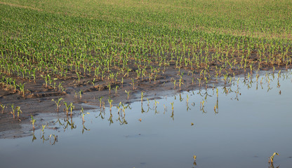 Young green damaged corn plants in mud and water,  field damaged in flood, agriculture in spring, natural disaster