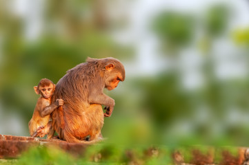 Baby monkey holding the mother monkey while mother is looking sleepy