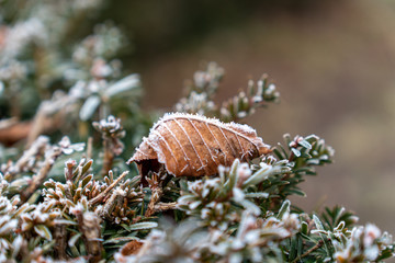 Raureif auf Blättern die auf einer Hecke liegen