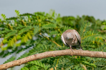 Eurasian collared dove doing preen on a tree with green