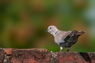 A eurasian collared dove in royal lighting on a brick wall