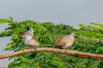 A couple of eurasian collared dove looking busy on a tree