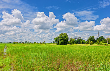 Green field in the morning and blue sky with beautiful cloud at agriculture countryside. Beautiful Landscape.