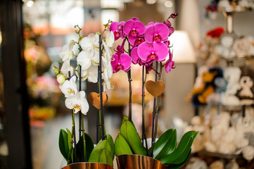 Beautiful white and pink orchid branches with green leaves in the pots on the table