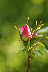Wild Rose - Rosa canina - Flower just opening up