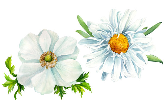 White daisy and anemone flowers on an isolated white background, watercolor illustration, botanical painting