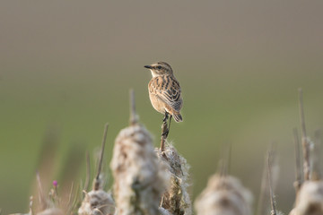 Braunkehlchen