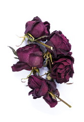 Old dry roses on the white background