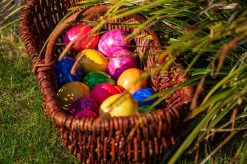 Close-up of Easter eggs in various colors in wicker basket on grass in the garden on sunny April morning (springtime). Egg hunt German Easter season holiday tradition. Horizontal format