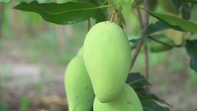 Close-up 4K; Mango tree with fruits. Bunch of green mango on tree. Bunch of green ripe mango on tree in garden.
