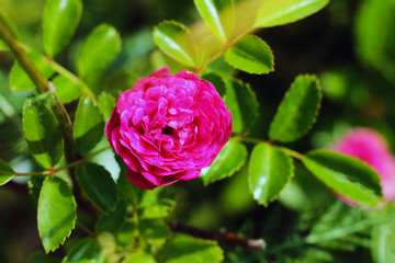 Red rose as a natural and holidays background in the garden.