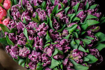 Beautiful bouquet of purple tulips with a green leaves in the transparent wrapping paper