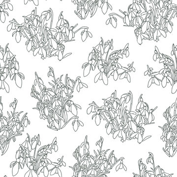 Vector realistic botany snowdrop pattern with outline spring floral. Beautiful clssic design for garden lovers. Nature background. Print, fabric, stationary.
