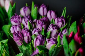 Beautiful bouquet of purple tulips with a green leaves