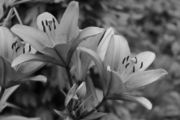 Lilly folwer grwoing in garden. Nature. Spring. Black white photo.