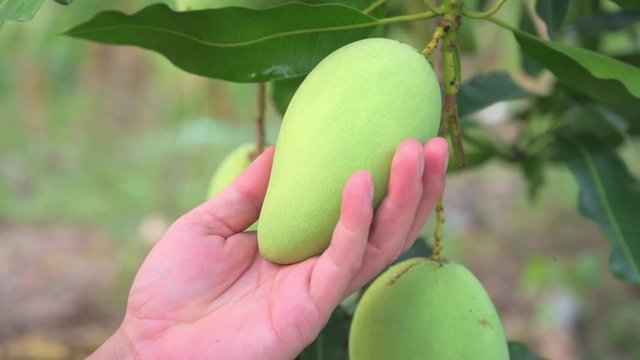 Close-up 4K; The gardener is notice his product,baby green mango,Mango tree with fruits.bunch of green mango on tree in garden.
