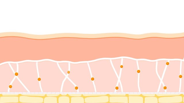 Skin changes over a lifetime. Collagen and hyaluronic acid form the structure of the dermis making it tight and plump. difference between the skin of a young and oldest person