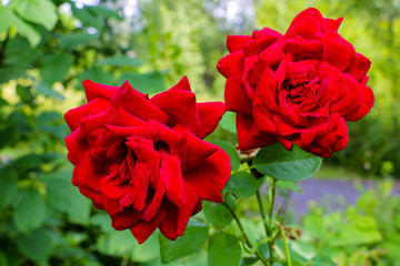Red rose as a natural and holidays background in the garden.