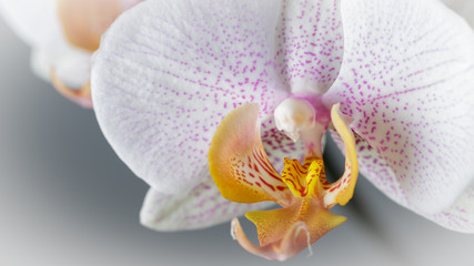 Details of the orange lip of the spotted phalaenopsis  Katja Wichmann orchid close-up.  Macro, selective focus