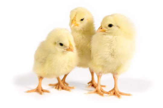 Three Chicks stand side by side. Easter picture for background