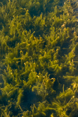 Fototapeta na wymiar Green and yellow seagrass under water