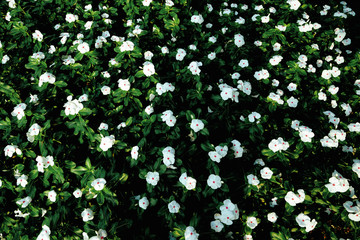 white flowers and green leafs background pattern, green natural backdrop, vibrant color style                               