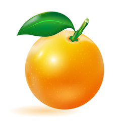 Vector 3d orange fruit