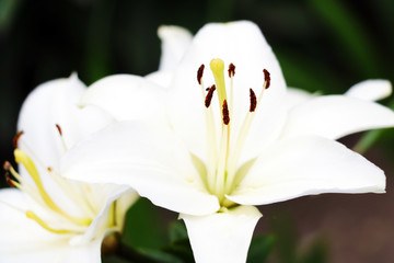 Beautiful white lily flowers on a background of green leaves outdoors. Shallow depth of field. Selective focus.