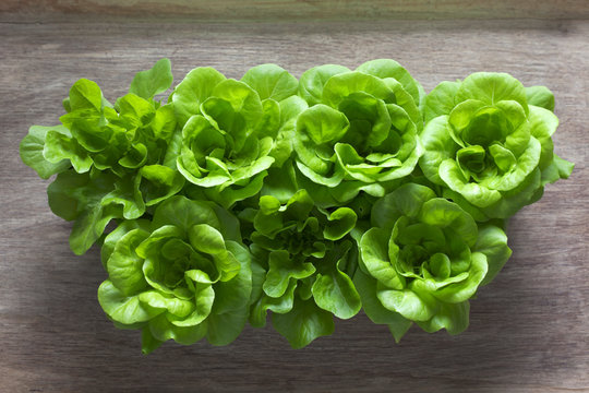 Lettuce, close up