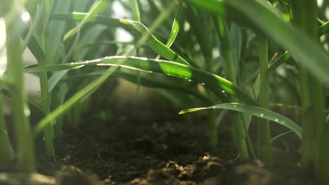Green onions plantation in summer. Farming fields harvest, agriculture, organic vegetables growing. Fresh green stalks of onion or garlic in vegetable garden. Organic farm, agriculture industry