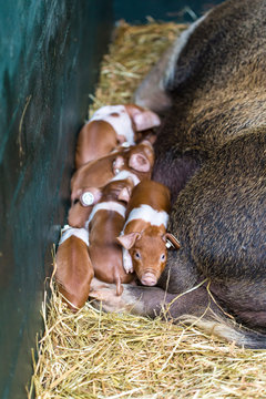 Germany, Schleswig-Holstein, Kiel, farrows of Danish Protest Pig