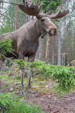 Sweden, Dalarna, Eurasian elk in forest