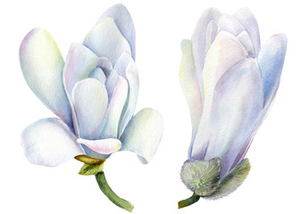 Set of magnolia flowers on an isolated  background, watercolor illustration, hand drawing, botanical painting, flora design © Hanna