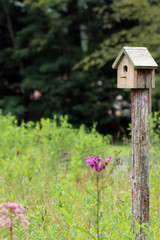 A peaceful rural scene of a rustic wooden birdhouse in a meadow habitat of grasses and flowers, with copy space