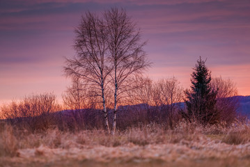 Brzozy o zachodzie słońca, piękne pomarańczowe niebo, złota godzina © Dreamnordno