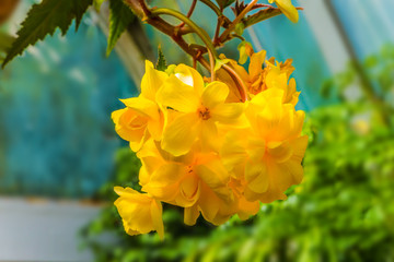  Magnificent yellow-orange flowers