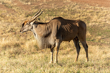 Caaledon,Western Cape, South Africa. Dec 2019. Eland on a farm in the Overberg region of South Africa