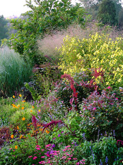 An early fall country cottage garden that includes annuals, perennials, ornamental grasses, and roses, with colorful flowers