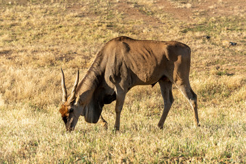 Naklejka na ściany i meble Caaledon,Western Cape, South Africa. Dec 2019. Eland feeding on a farm in the Overberg region of South Africa