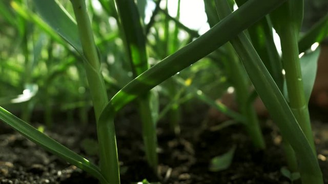 Green onions plantation in summer. Farming fields harvest, agriculture, organic vegetables growing. Fresh green stalks of onion or garlic in vegetable garden. Organic farm, agriculture industry