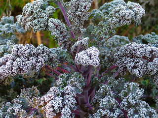 The crinkled purple leaves of 'Redbor' kale touched by frost in a fall garden