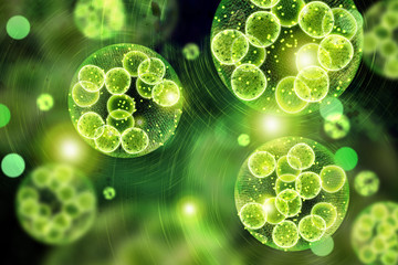 Green Algae Cells 3D Illustration - obrazy, fototapety, plakaty