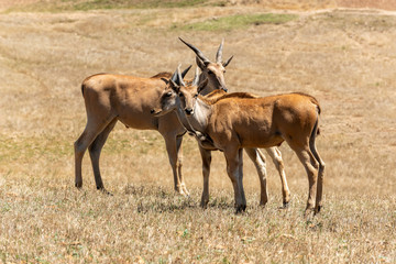 Caaledon,Western Cape, South Africa. Dec 2019. Eland on a farm in the Overberg region of South Africa