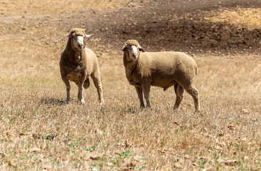 Caledon, Western Cape, South Africa. Dec' 2019. Dohne Marino breed of sheep grazing on a farm close to caledon, South Africa.