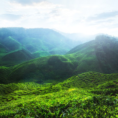 Tea plantation under sunset sky. Malaysia