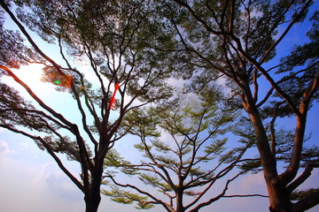 Terminalia ivorensis, evening tree silhouette at Suan Luang Rama9 Bangkok Thailand